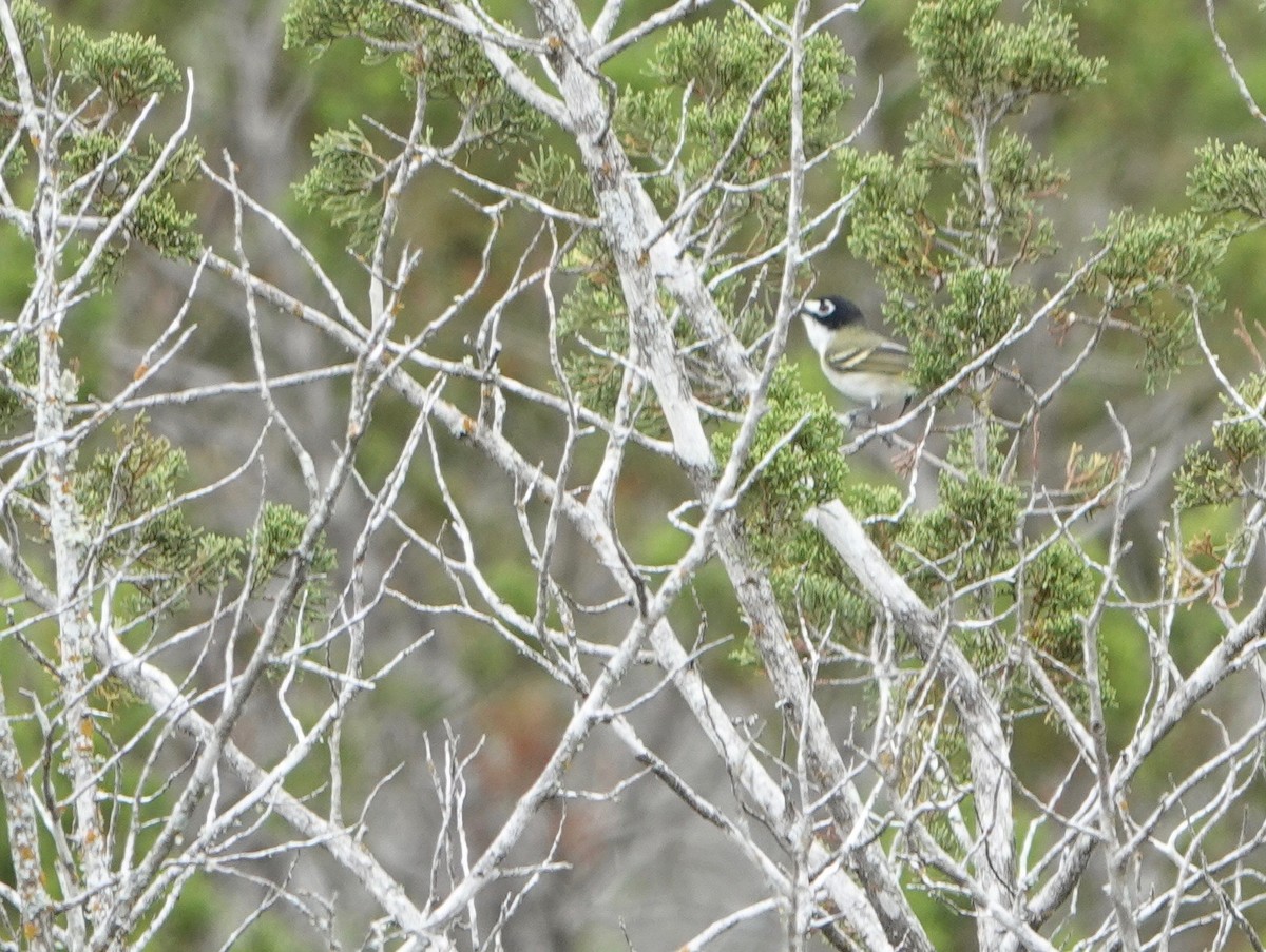 Vireo Cabecinegro - ML570310121