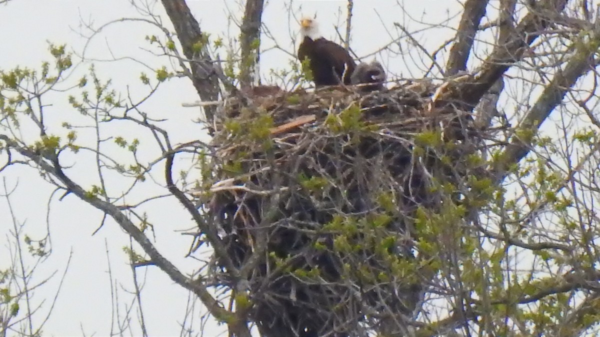 Bald Eagle - ML570312221