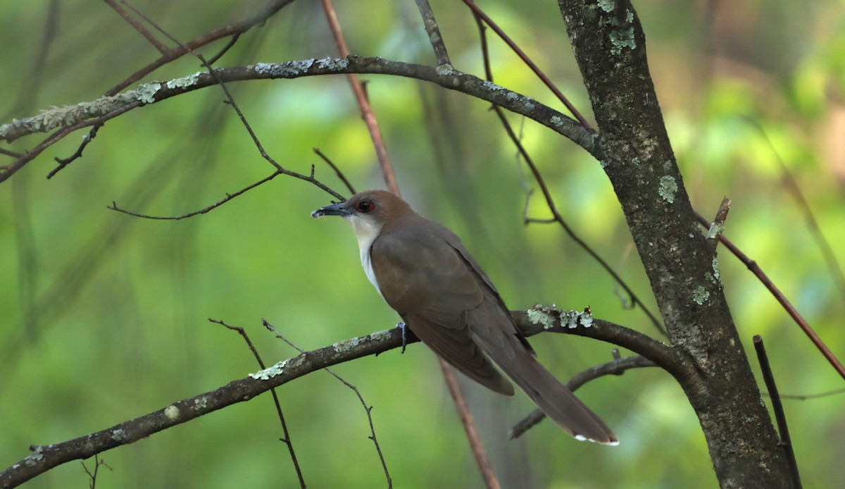 Black-billed Cuckoo - ML570312961