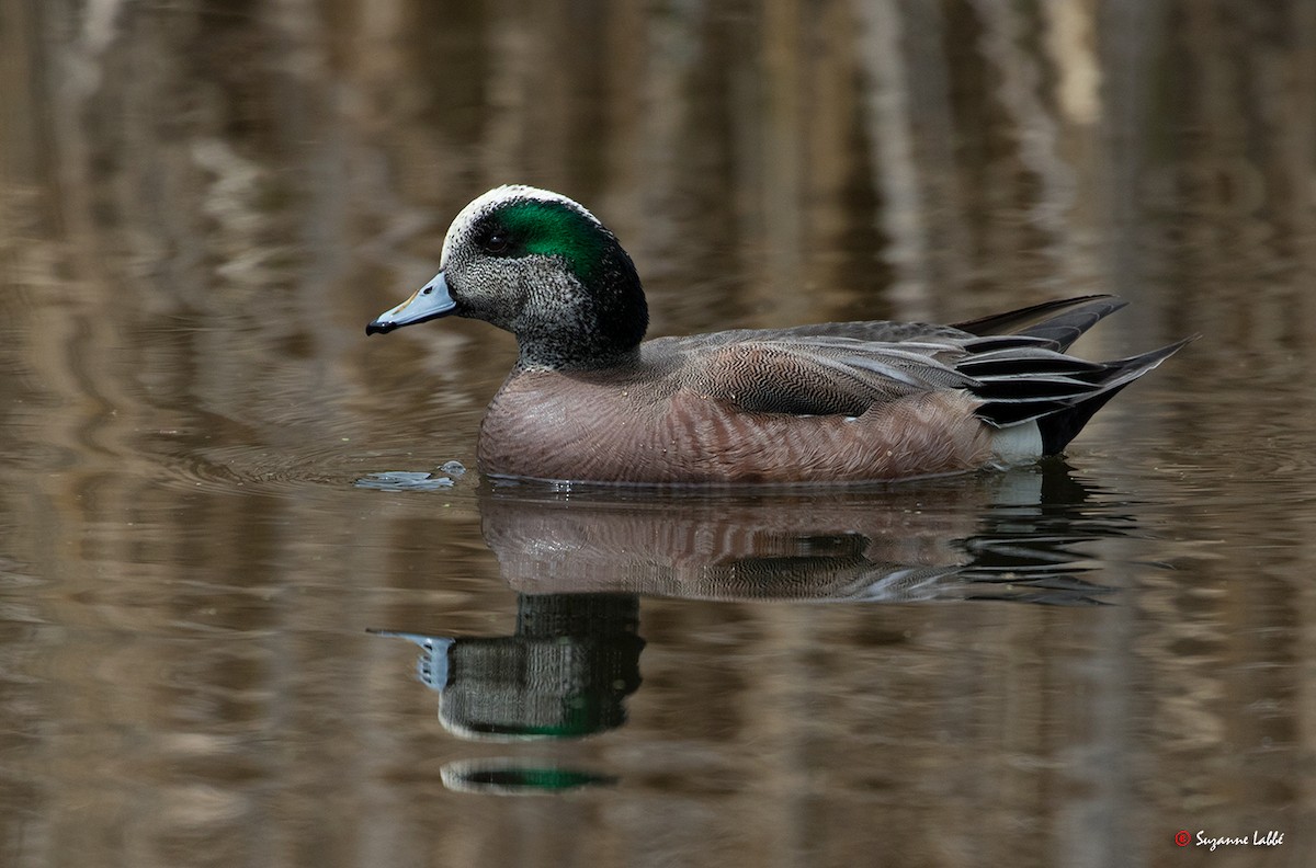 American Wigeon - Suzanne Labbé