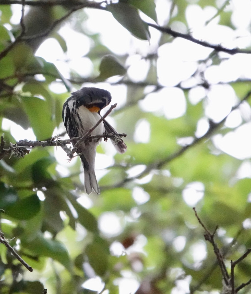 Yellow-throated Warbler - Nancy Henke