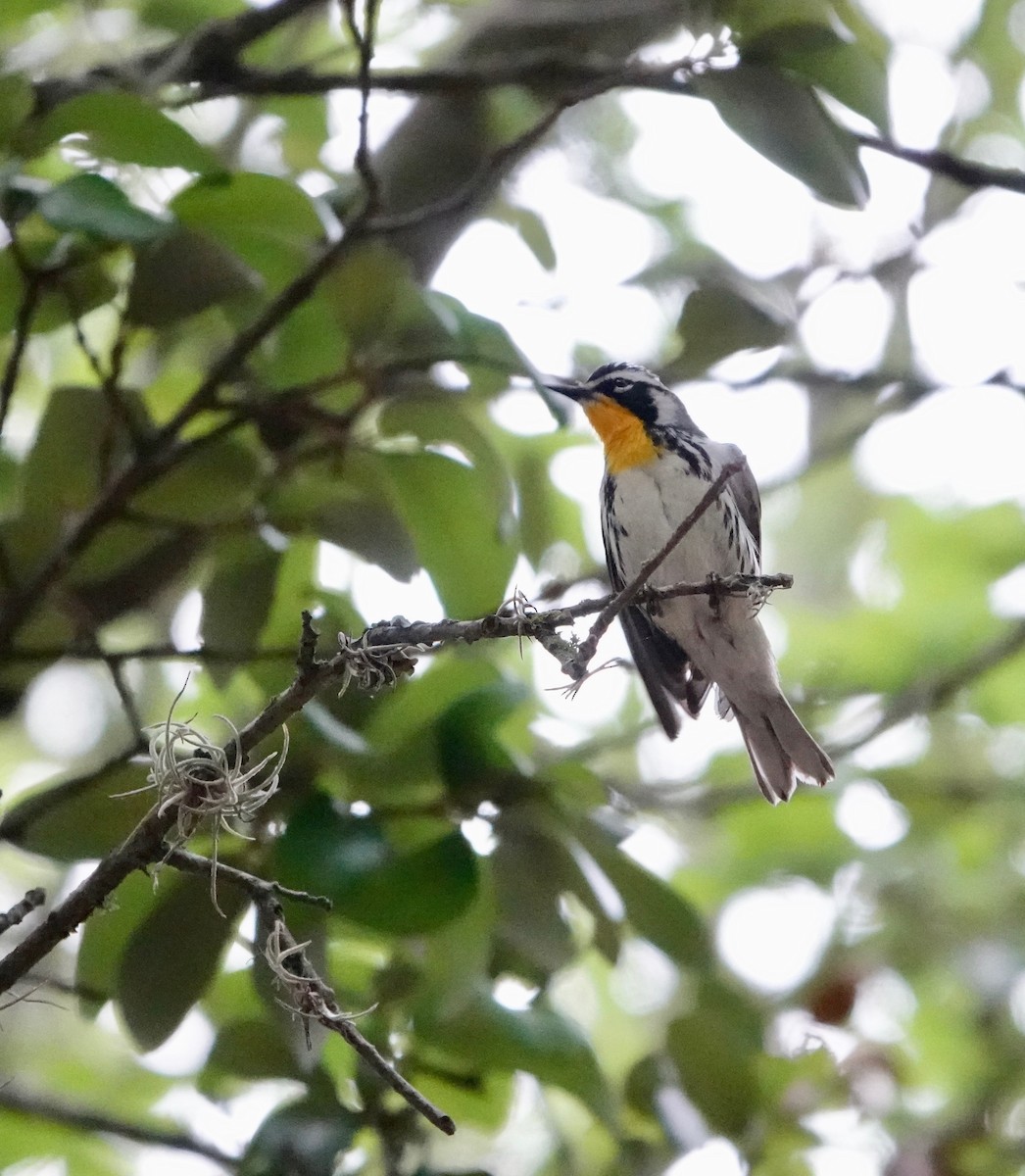 Yellow-throated Warbler - ML570313021