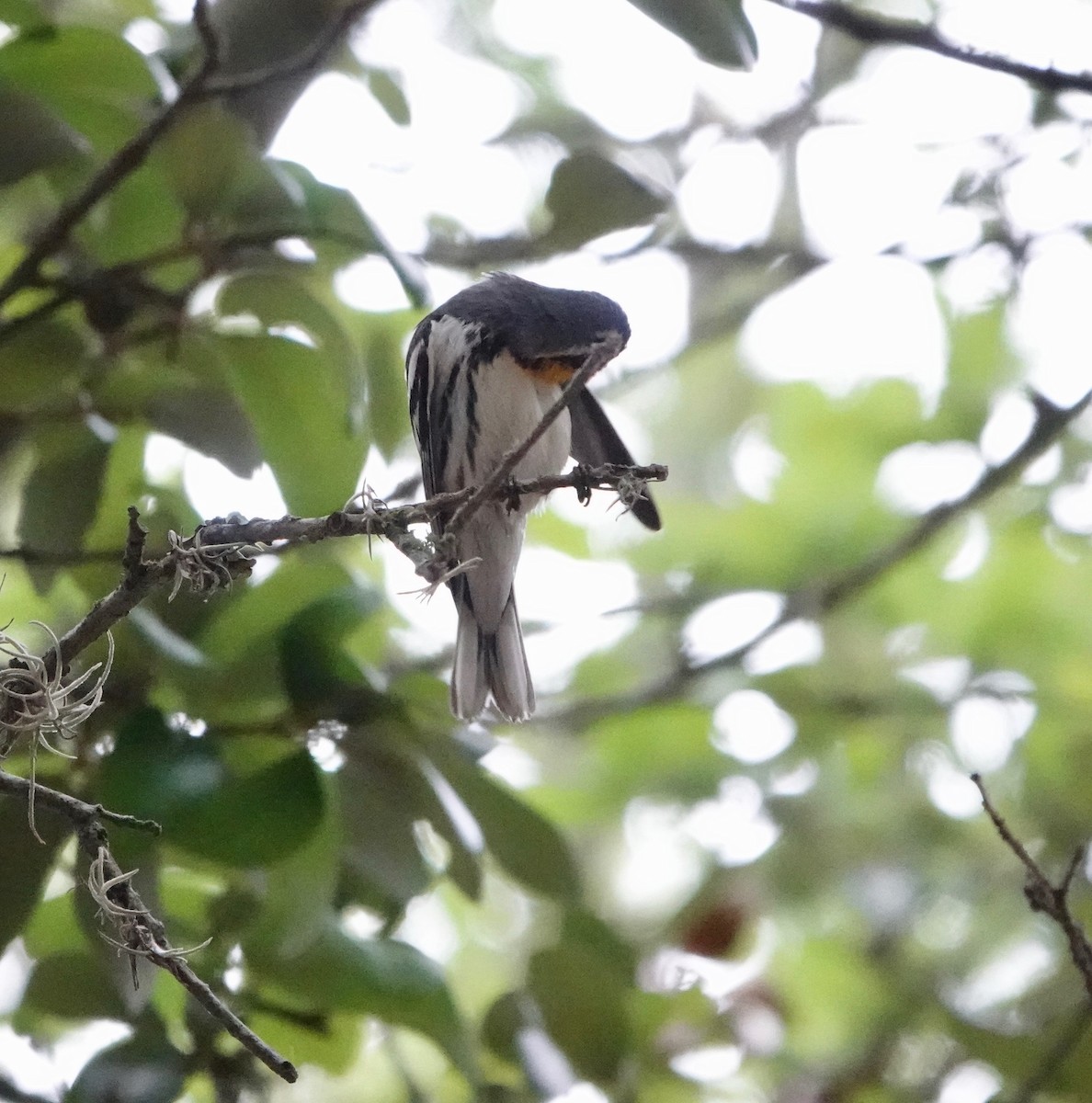 Yellow-throated Warbler - ML570313031