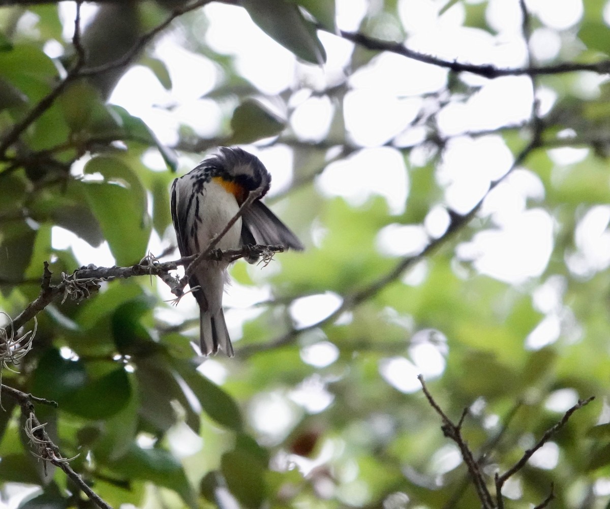 Yellow-throated Warbler - ML570313041