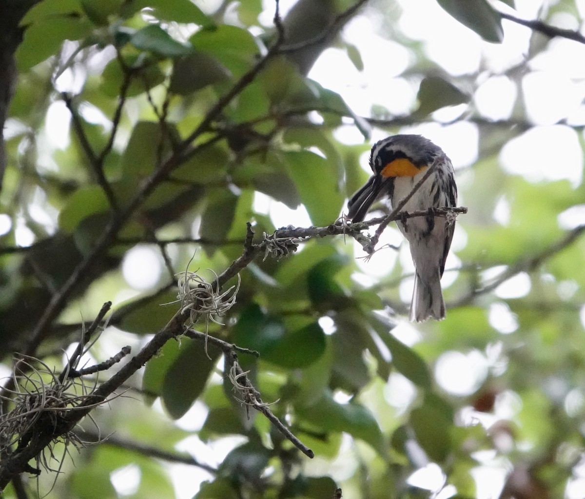 Yellow-throated Warbler - ML570313051