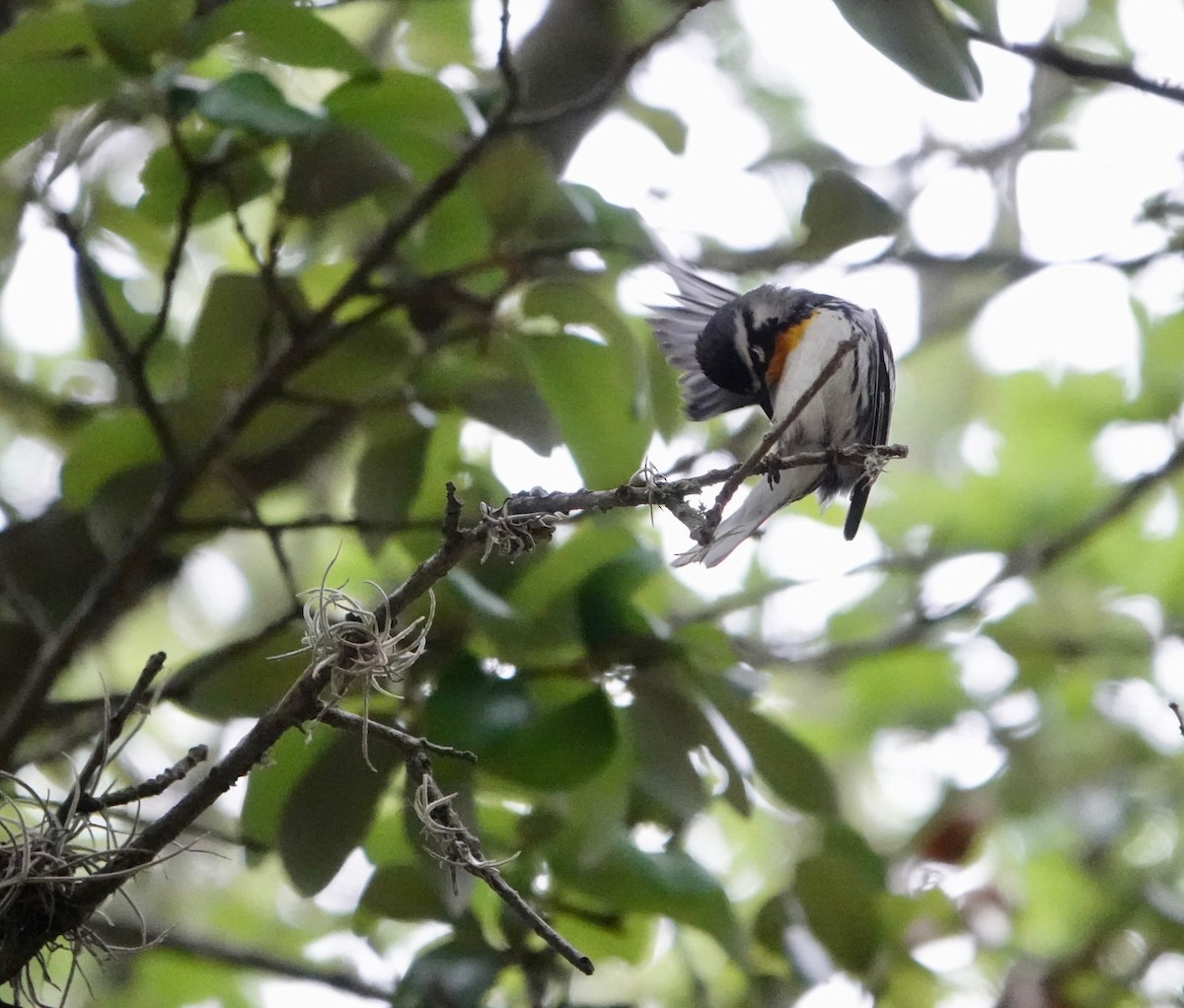 Yellow-throated Warbler - ML570313061