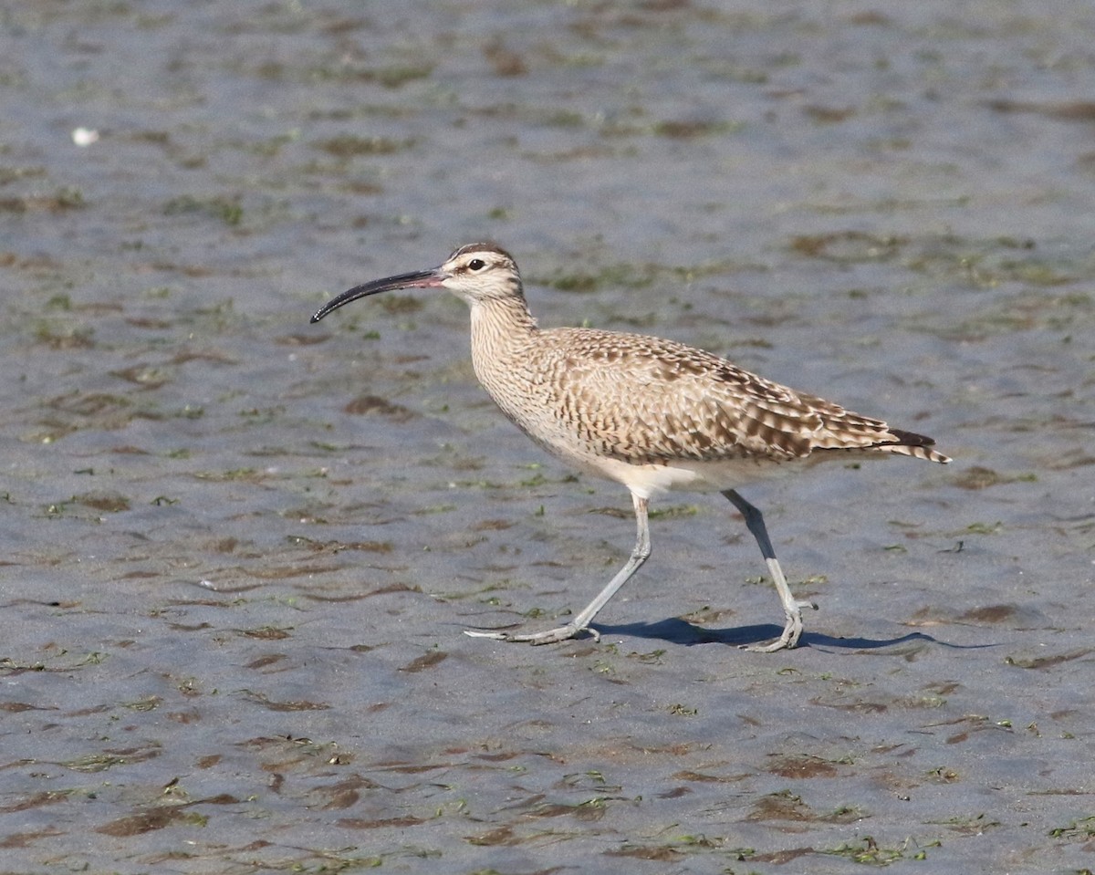 Whimbrel - ML570313311