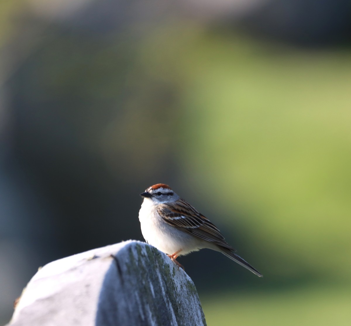 Chipping Sparrow - ML570313371