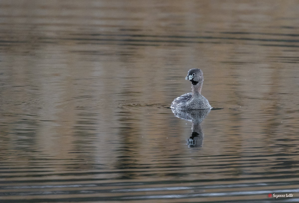 Pied-billed Grebe - ML57031341