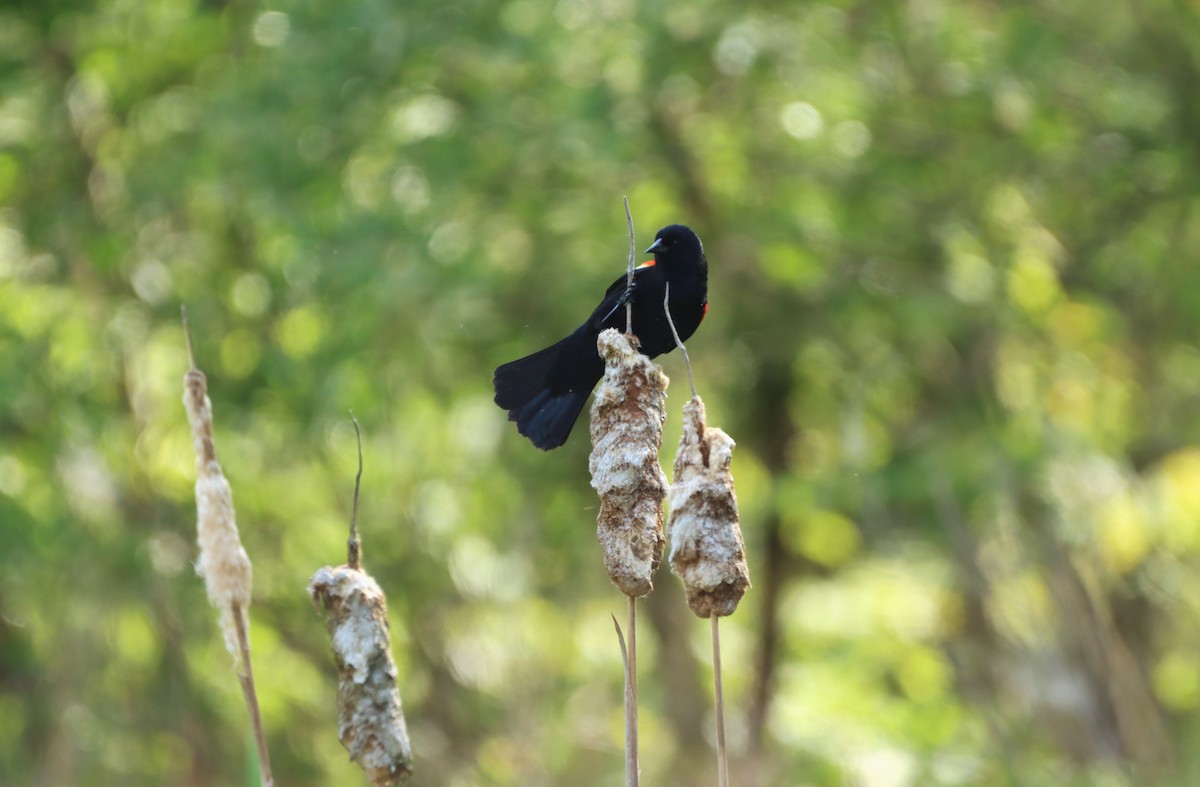 Red-winged Blackbird - ML570313491