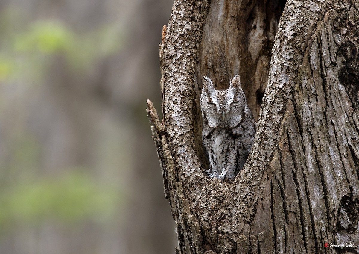 Eastern Screech-Owl - Suzanne Labbé