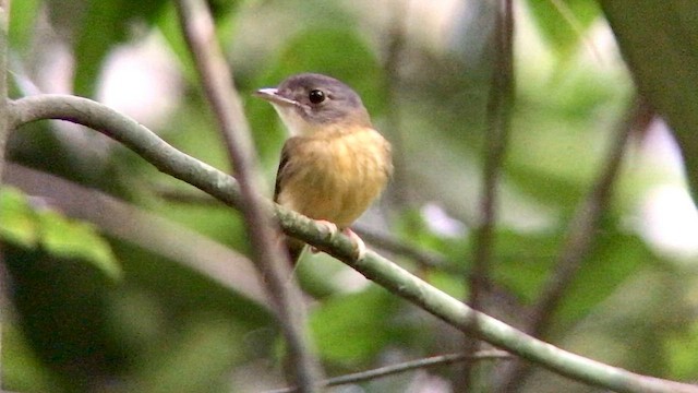 White-crested Spadebill - ML570314611