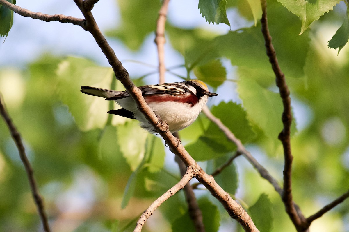 Chestnut-sided Warbler - Charlie Shields