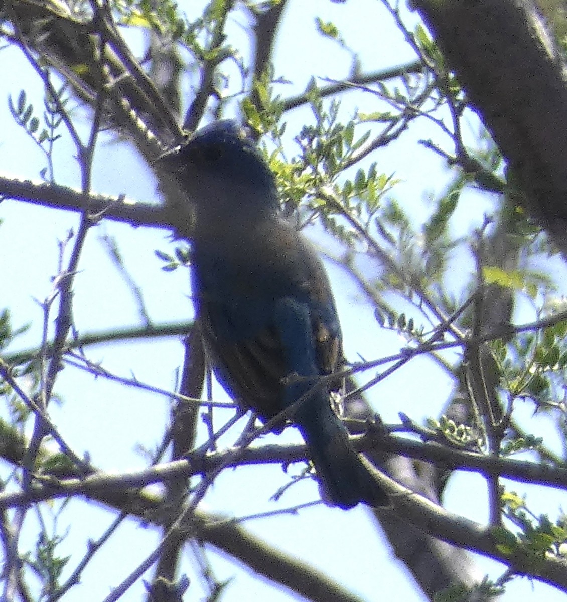 Indigo Bunting - ML570316081