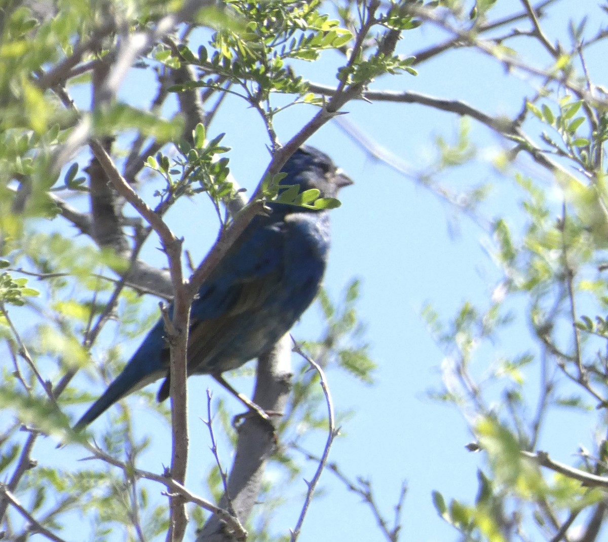 Indigo Bunting - ML570316091