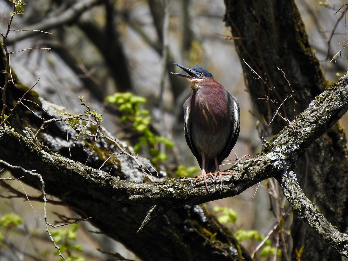 Green Heron - ML570317701