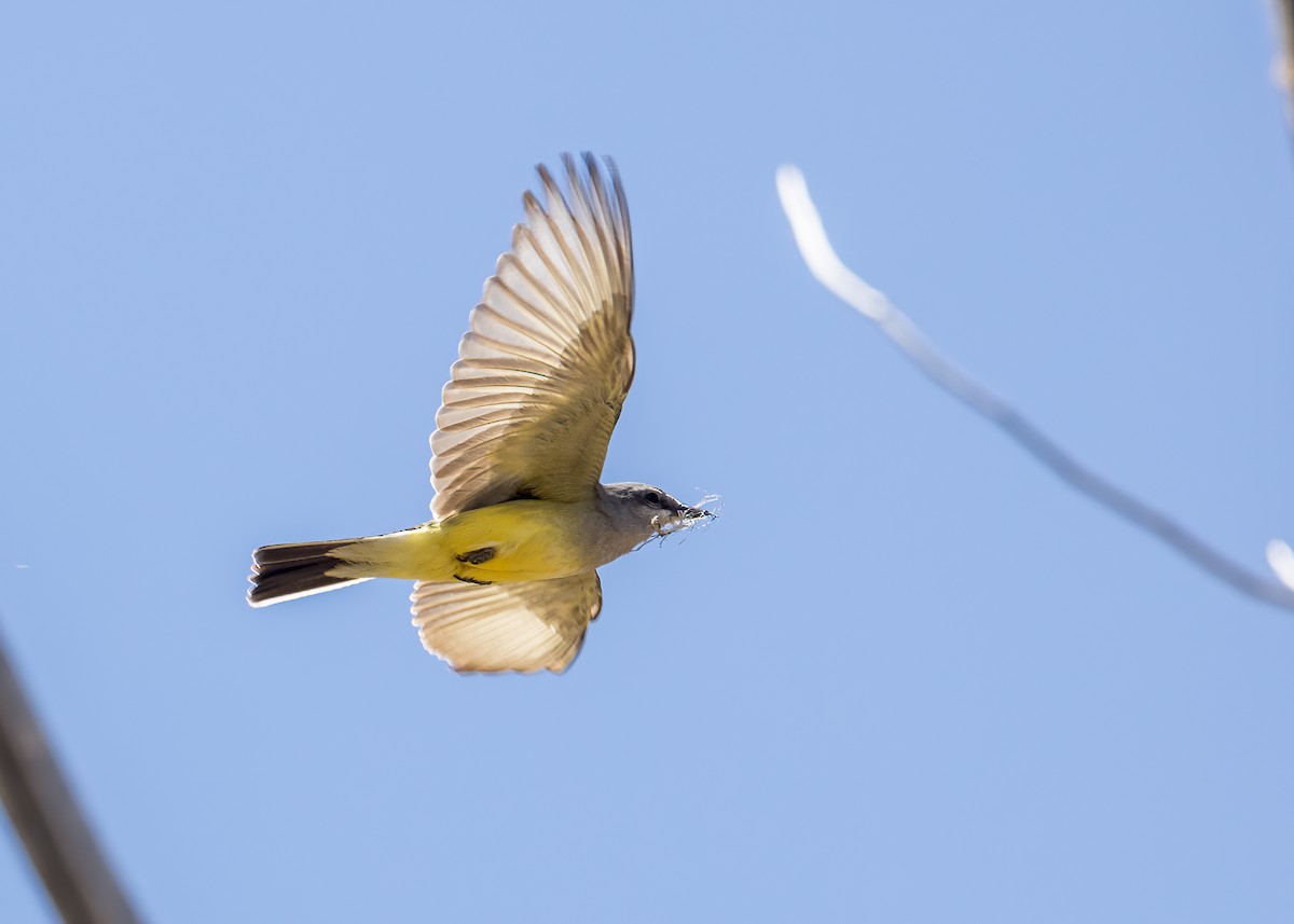 Western Kingbird - ML570318291