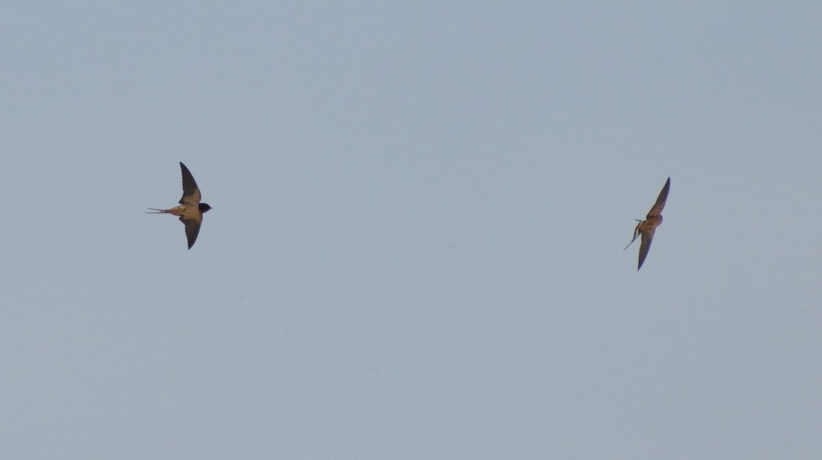 Barn Swallow - ML570318351