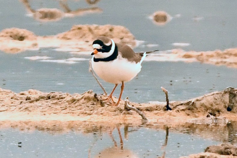 Common Ringed Plover - ML570319751