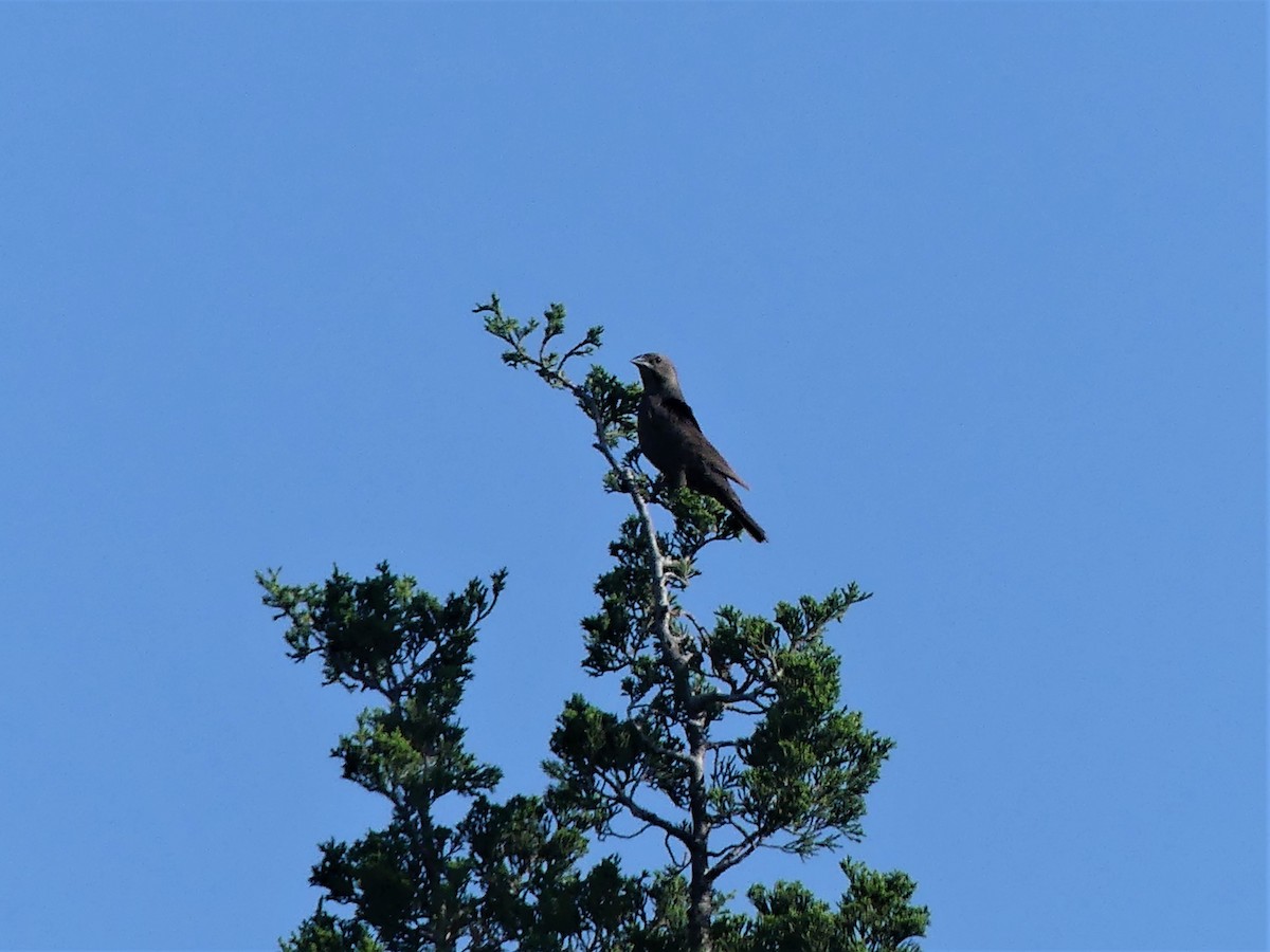 Brown-headed Cowbird - ML570321781