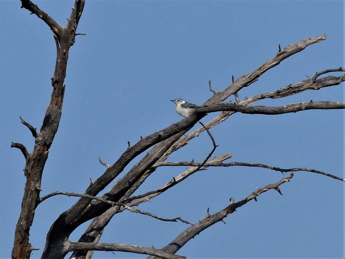 Trepador Pechiblanco - ML570322081