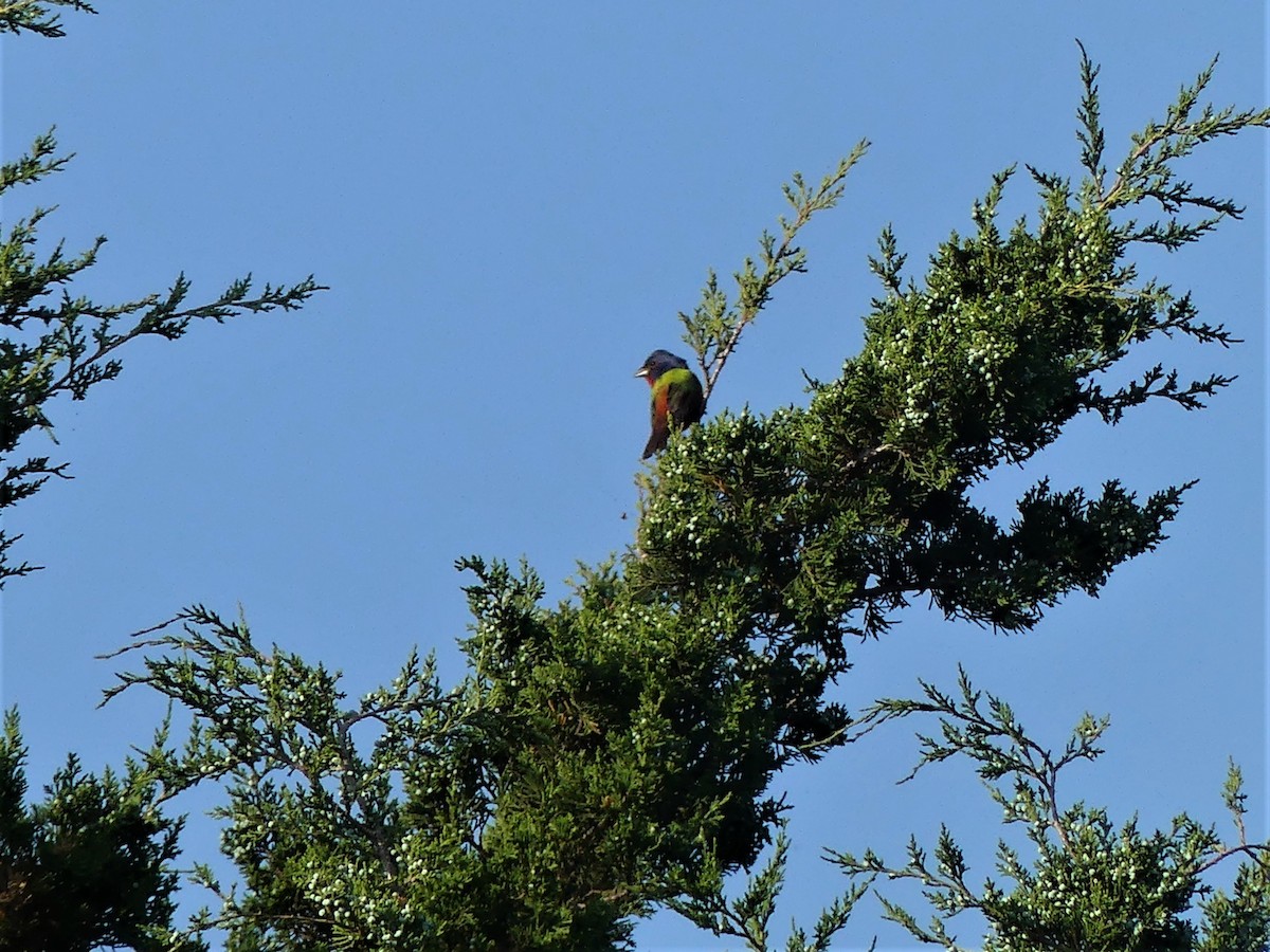 Painted Bunting - Judy Cato