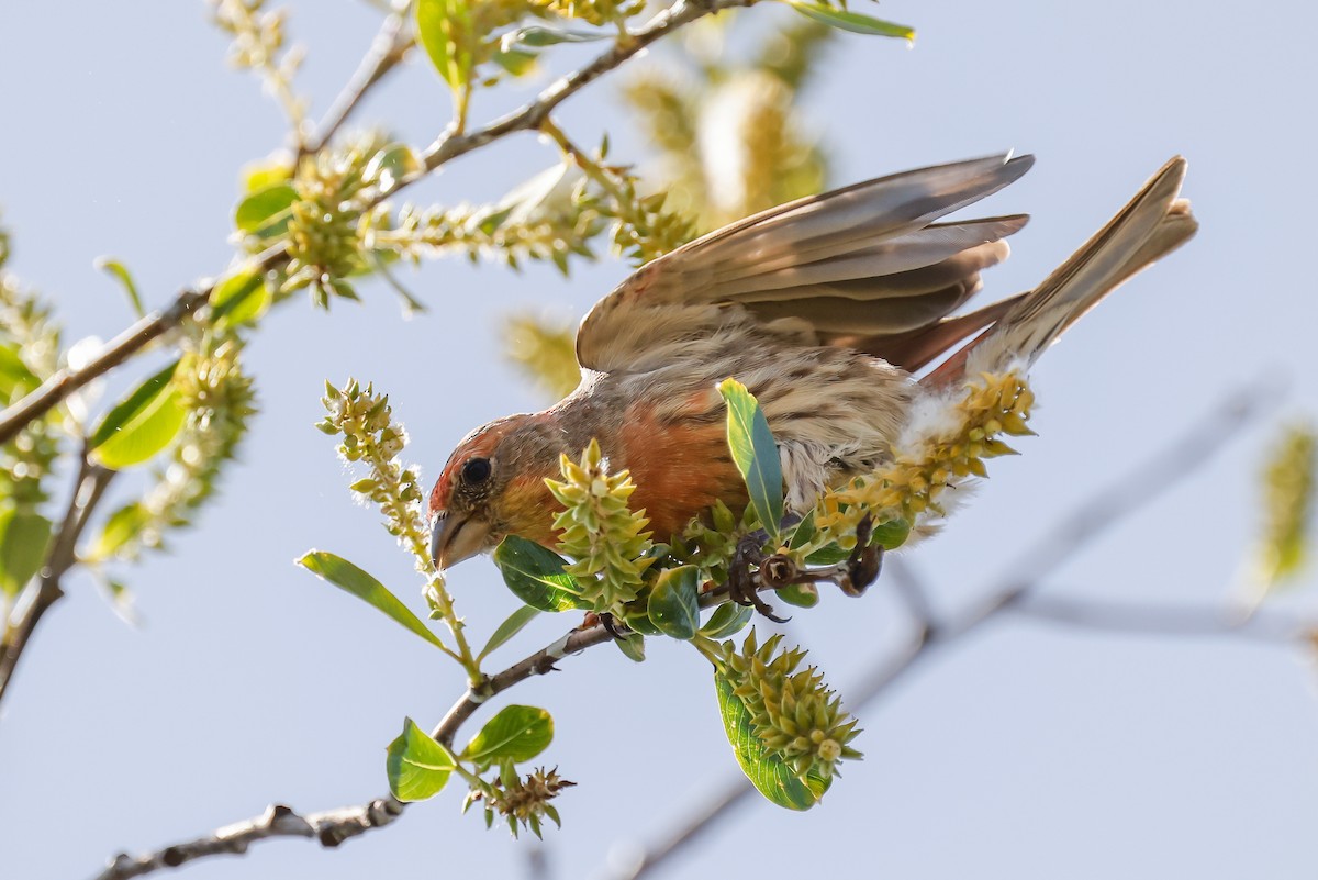 House Finch - Barry Langdon-Lassagne