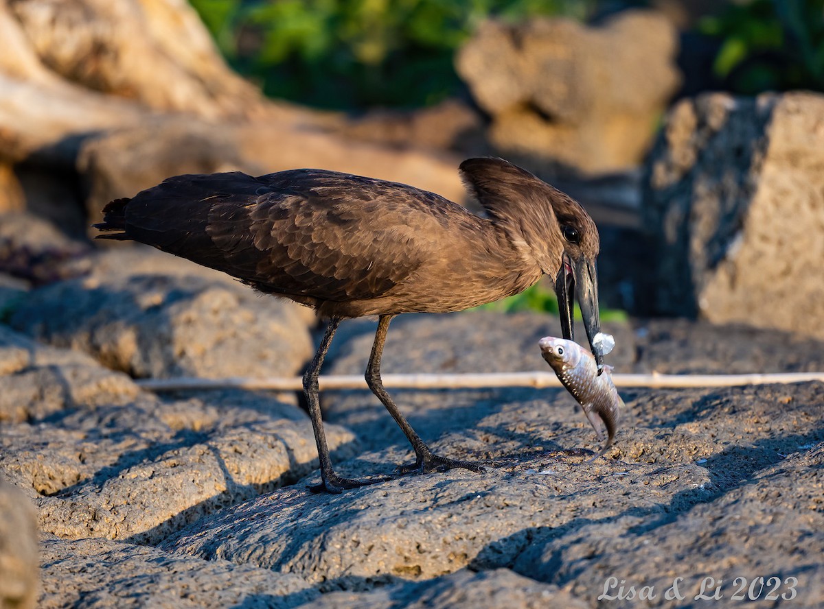 Hamerkop - ML570324051