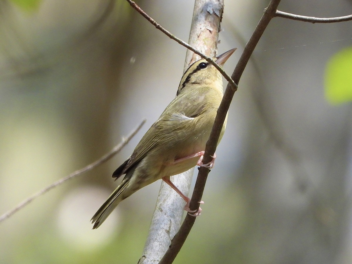 Paruline vermivore - ML570324171