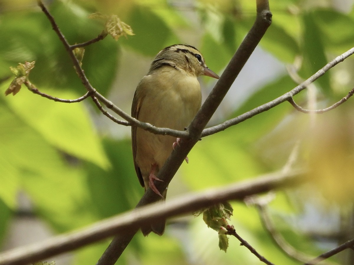 Worm-eating Warbler - Jessica Kiamco