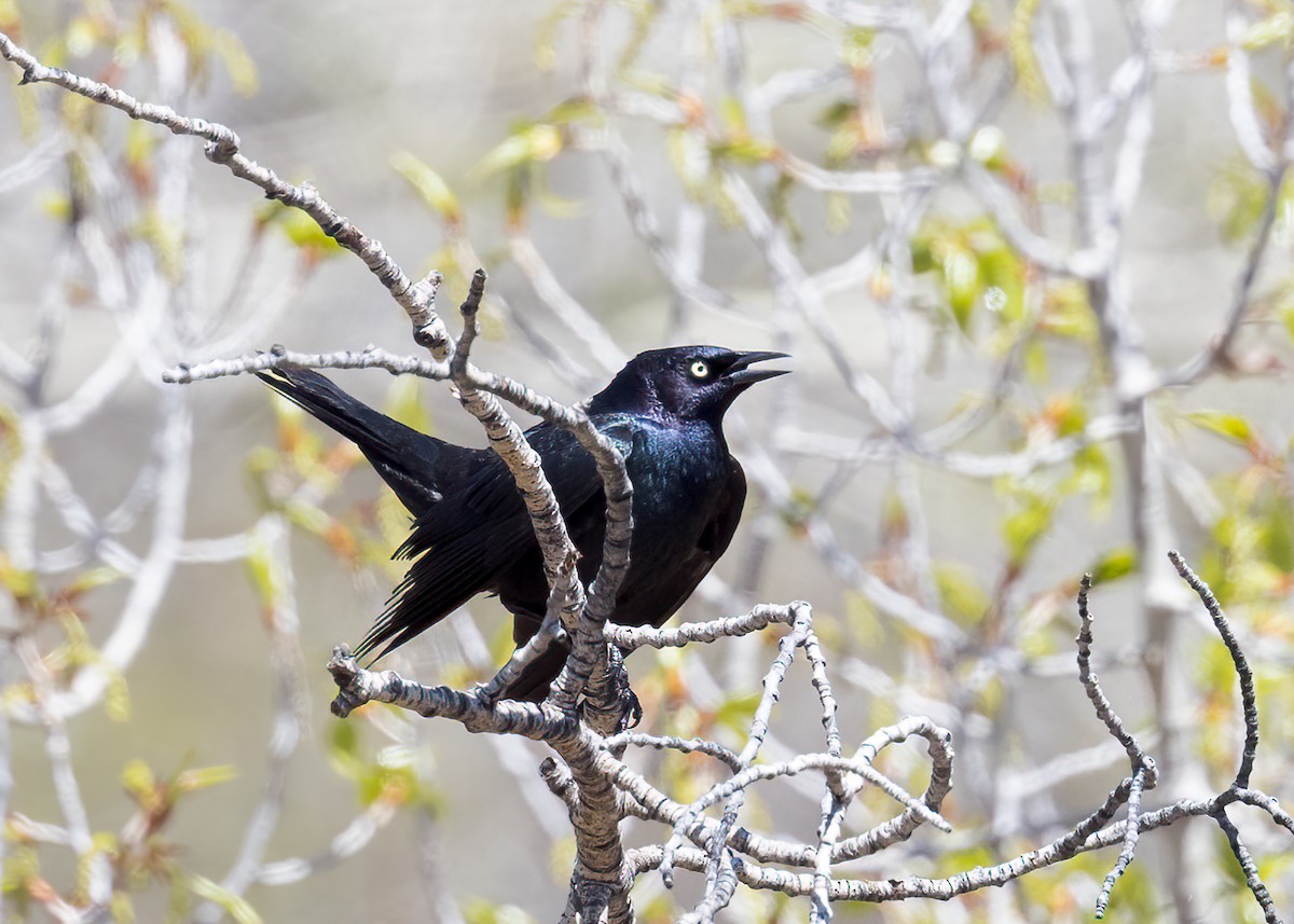 Brewer's Blackbird - ML570324251