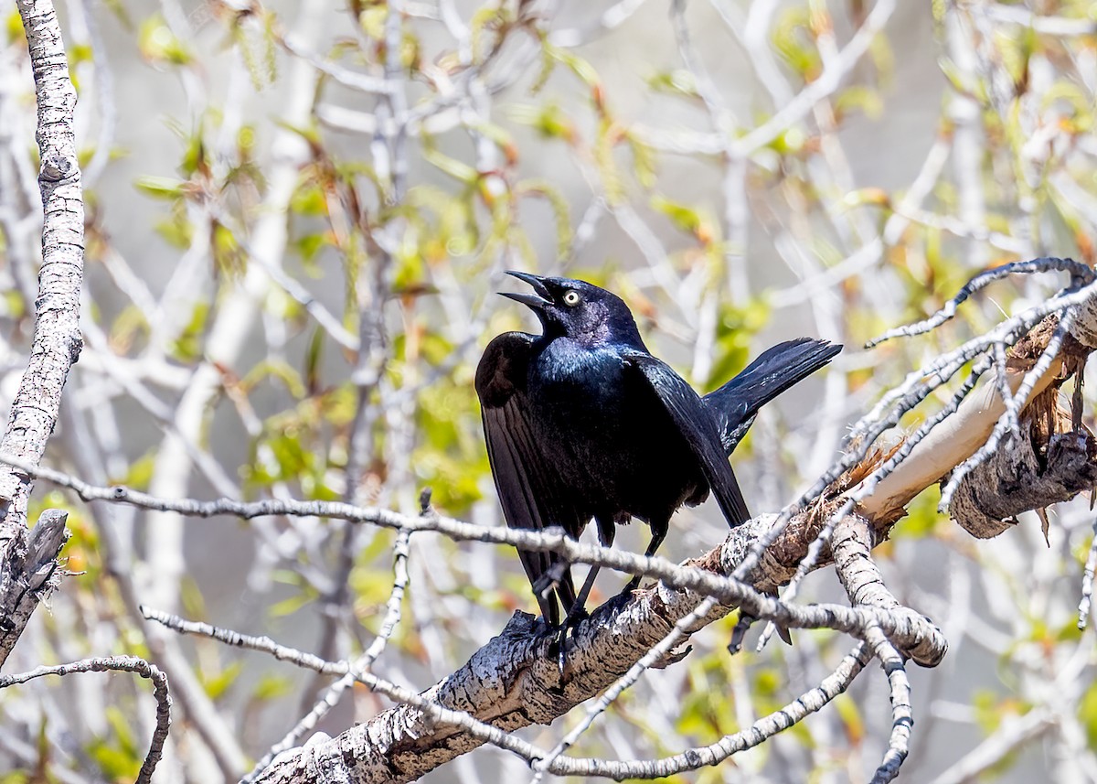 Brewer's Blackbird - ML570324271