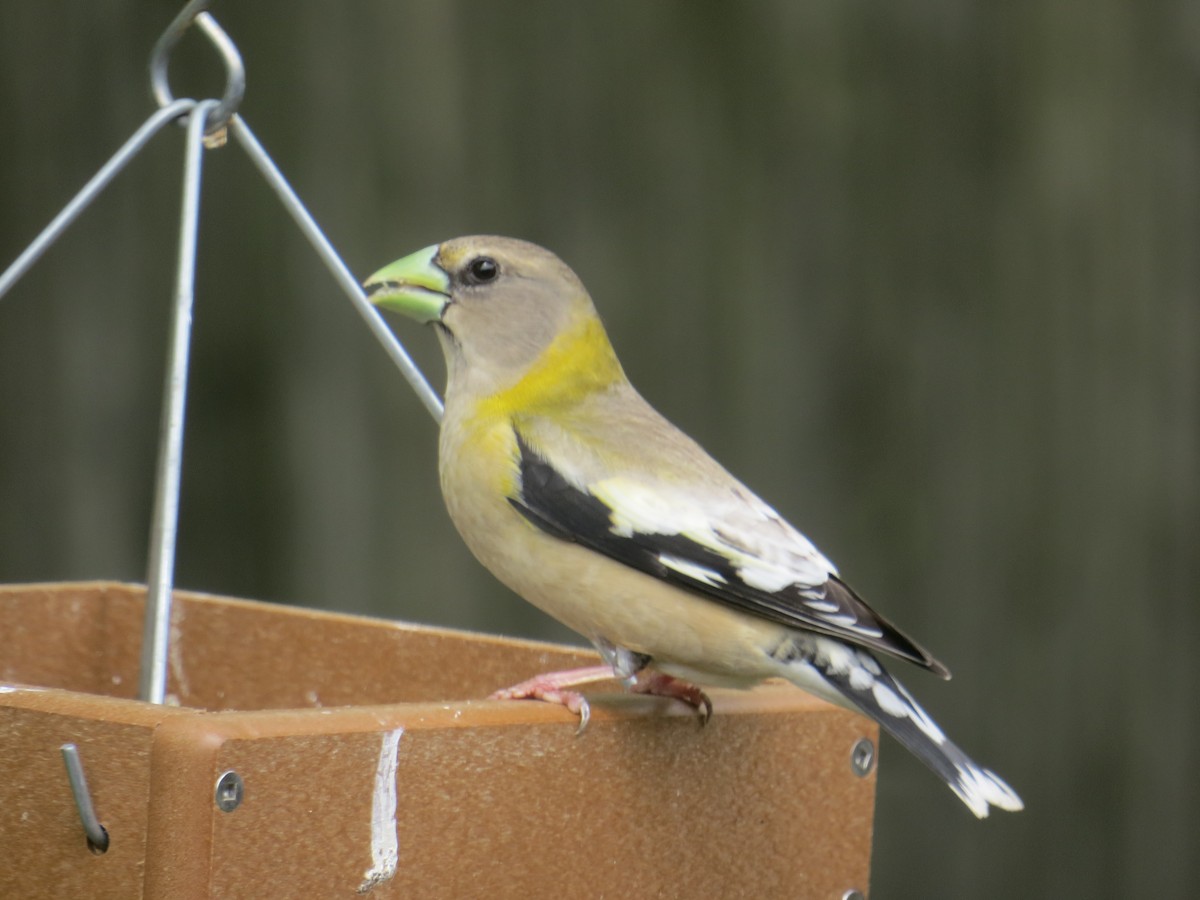 Evening Grosbeak - ML570324521