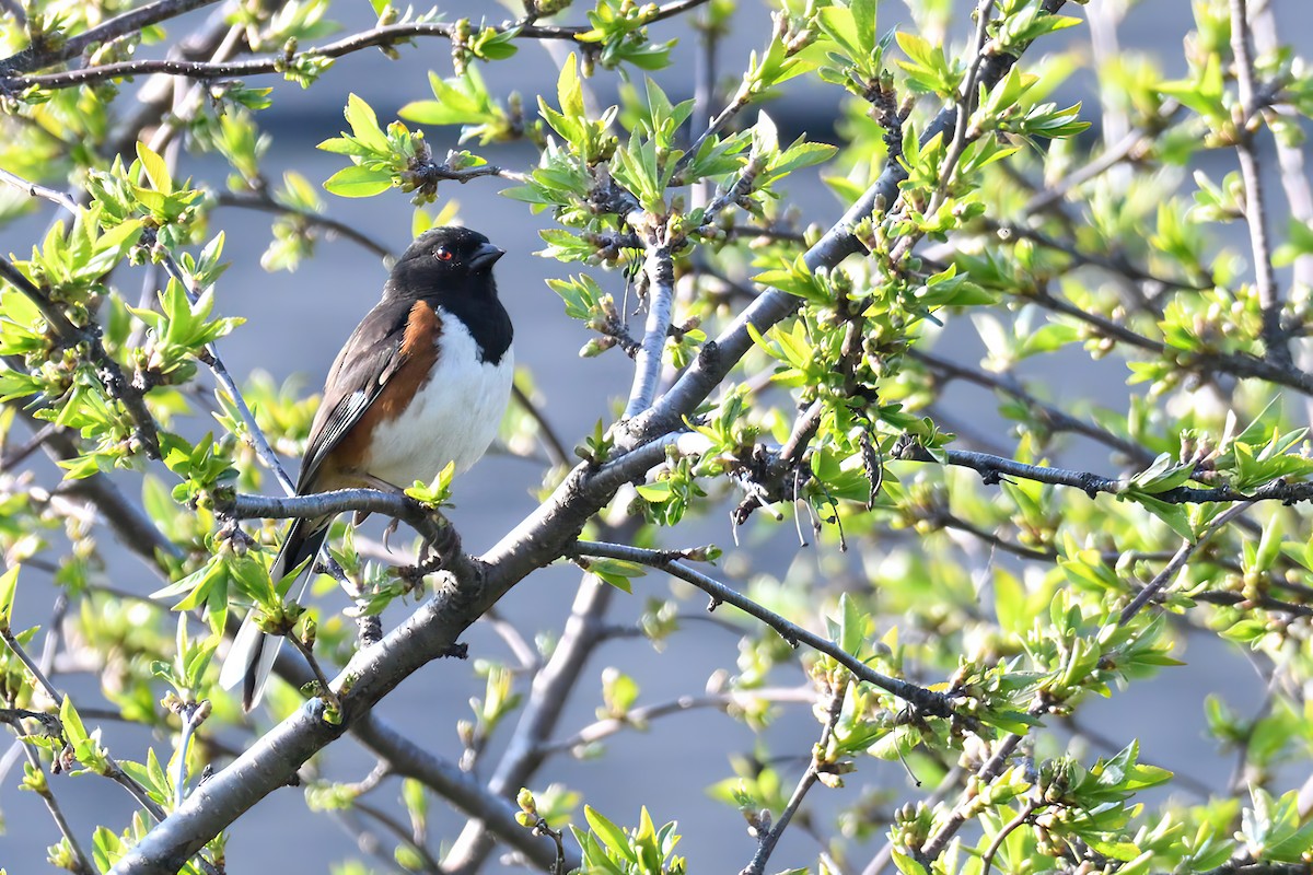 Eastern Towhee - ML570324831
