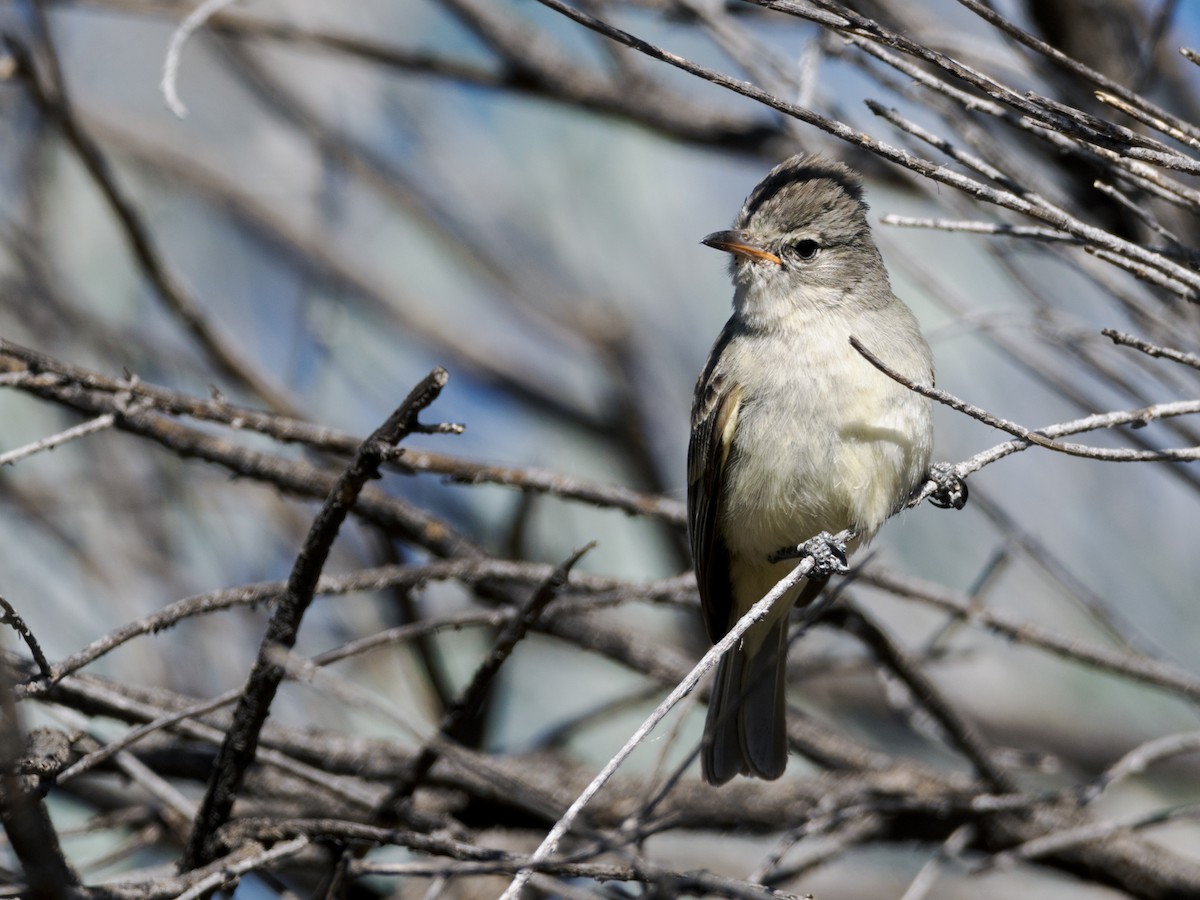 Northern Beardless-Tyrannulet - ML570325871