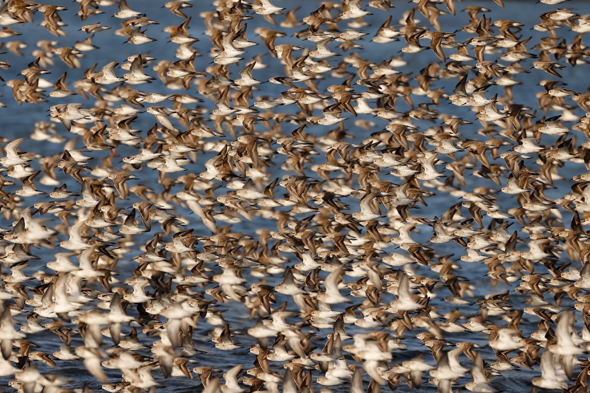 Western Sandpiper - Barry Langdon-Lassagne