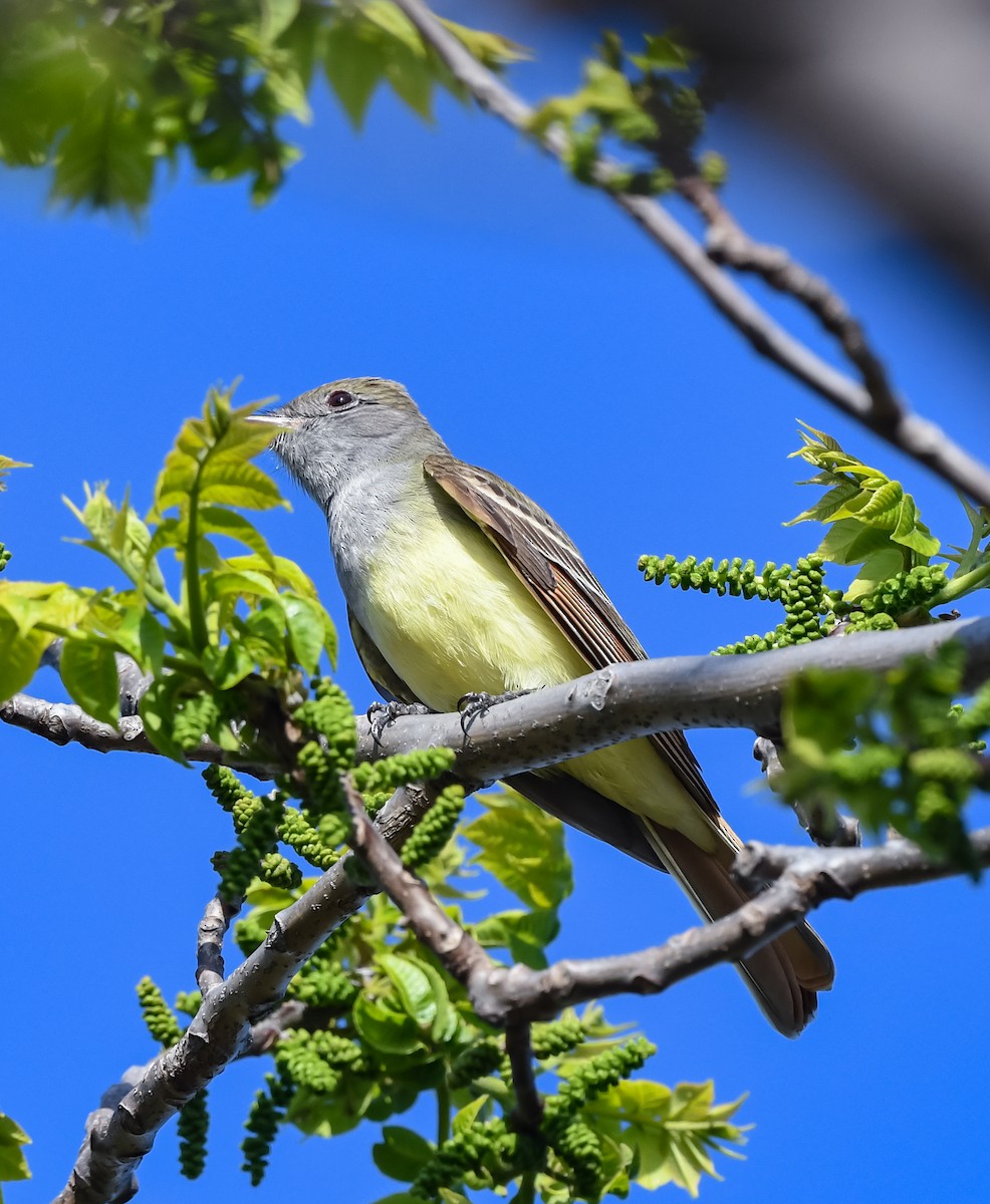 Great Crested Flycatcher - ML570326831