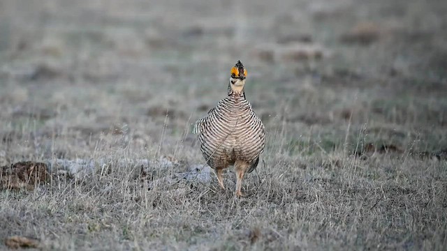 Gallo de las Praderas Chico - ML570327401