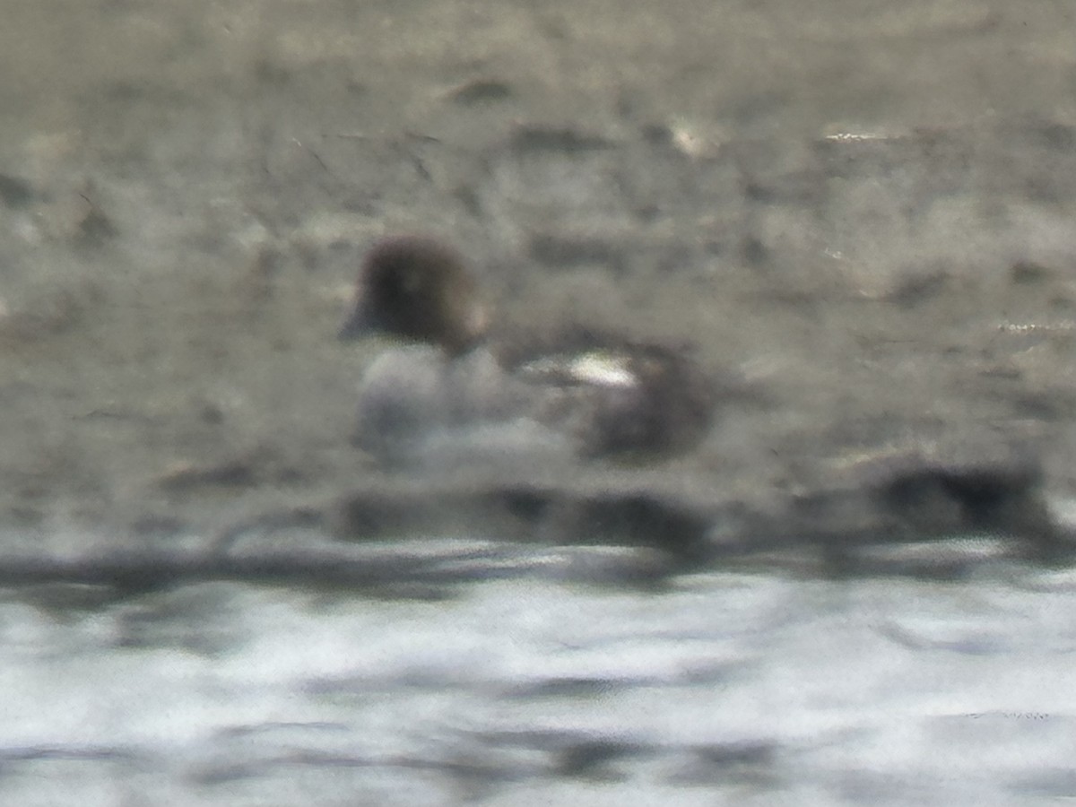 Common Goldeneye - ML570327591