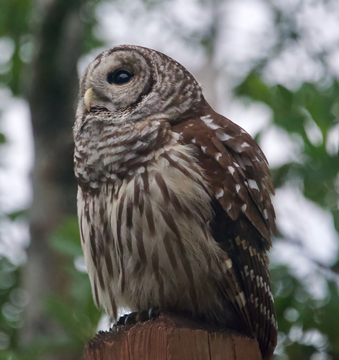 Barred Owl - Lori Blanc