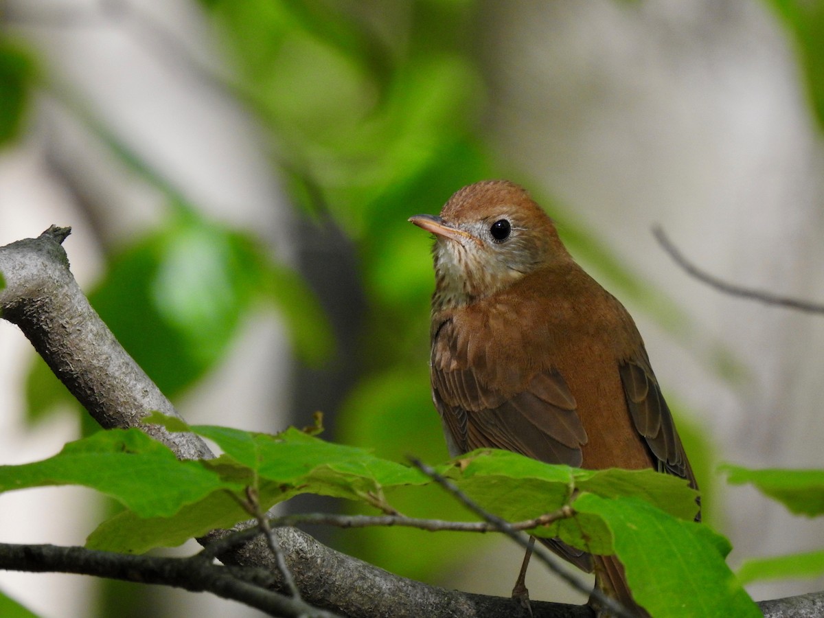 Veery - ML570331101