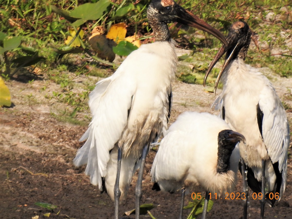 Wood Stork - ML570331251