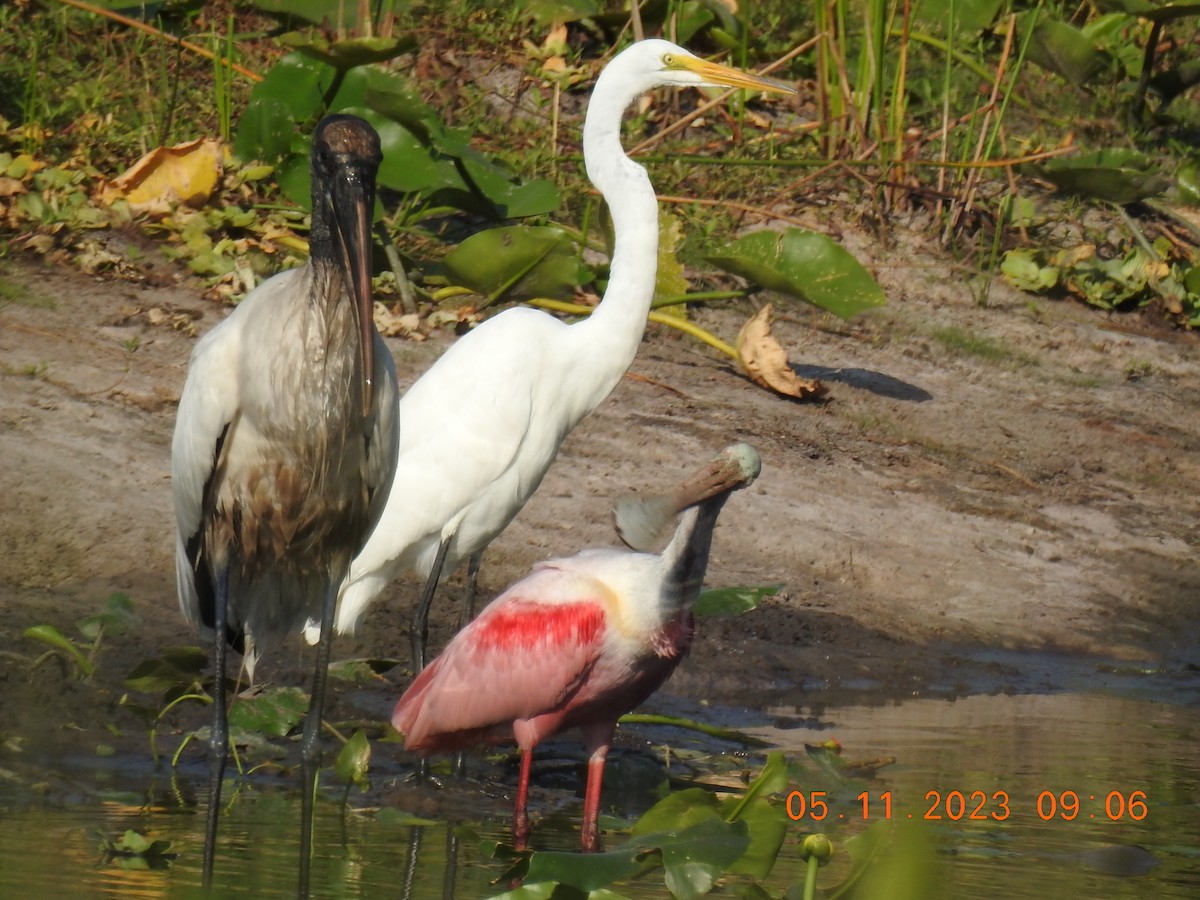 Roseate Spoonbill - ML570331921