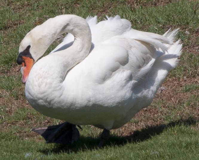 Mute Swan - LeRoy  Dorman