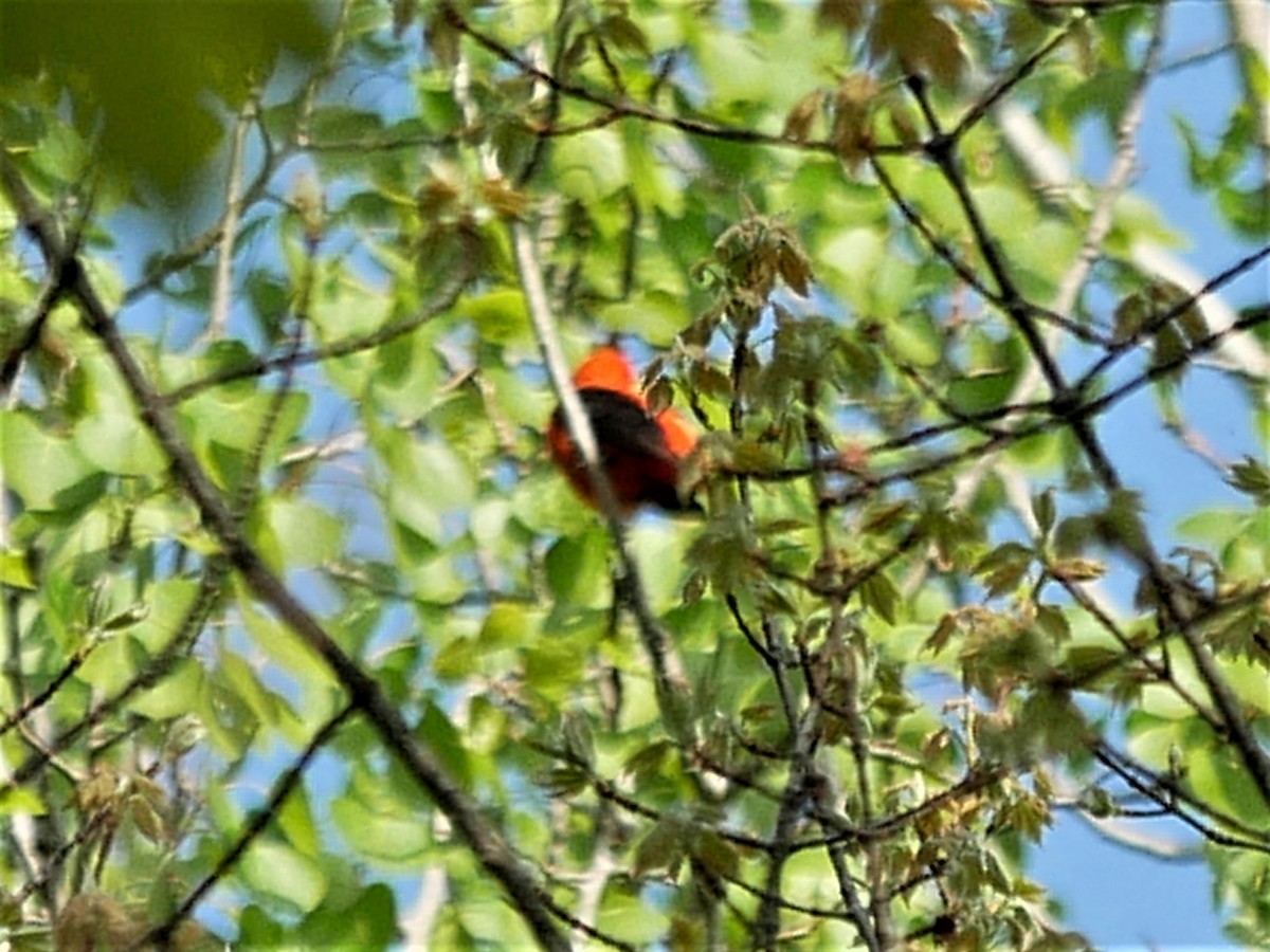 Scarlet Tanager - ML570332091