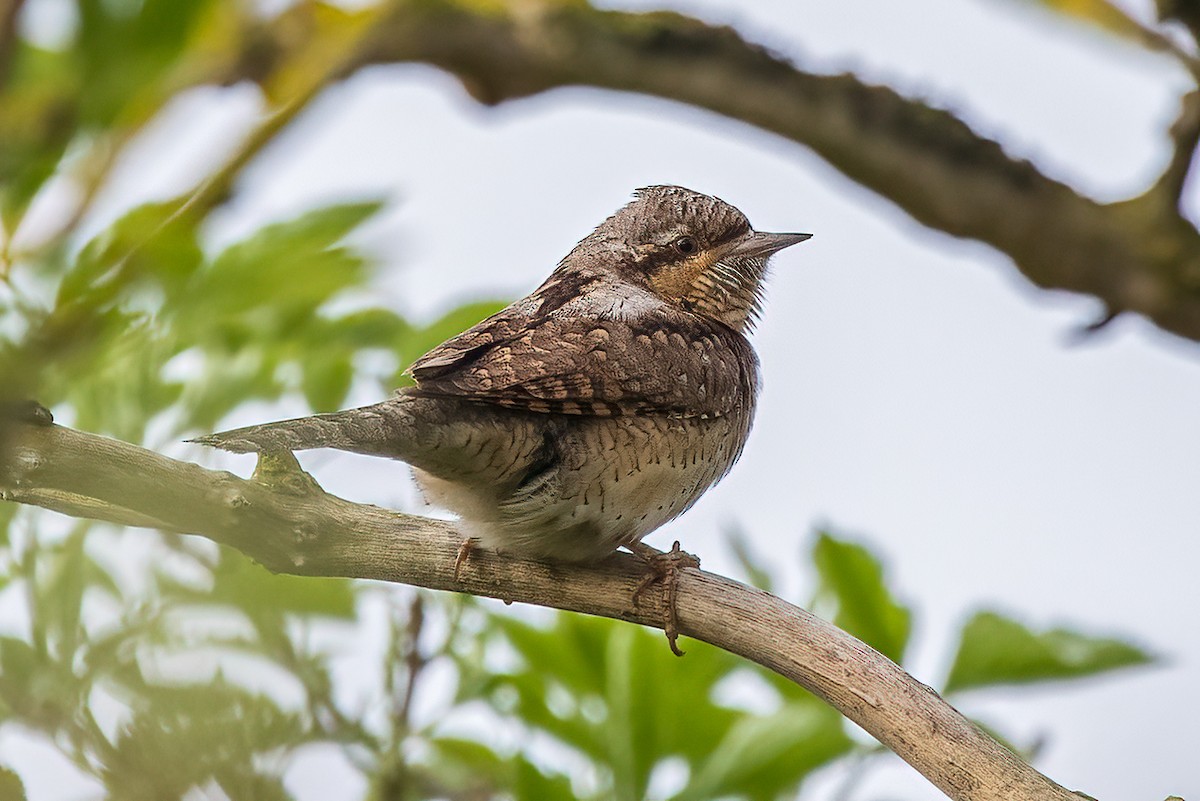 Eurasian Wryneck - ML570333801