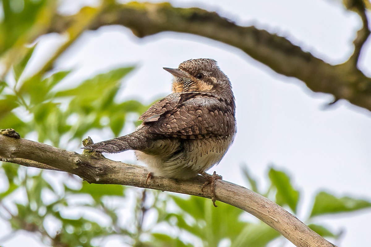 Eurasian Wryneck - ML570333811