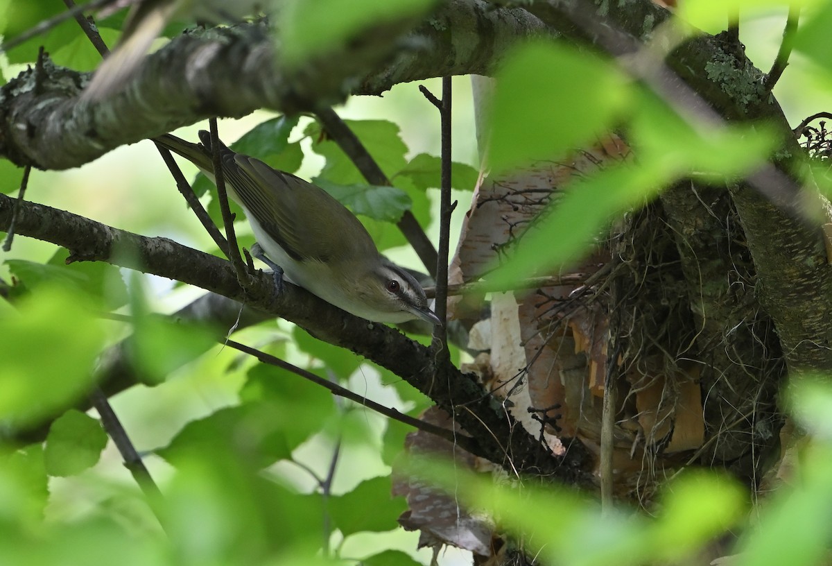 Red-eyed Vireo - Donald Casavecchia