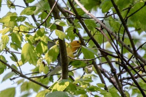 Prothonotary Warbler - ML570335911