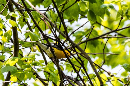 Prothonotary Warbler - ML570336101